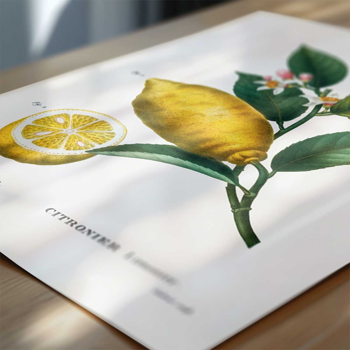 Pierre Joseph Redouté – Citrus no. 28