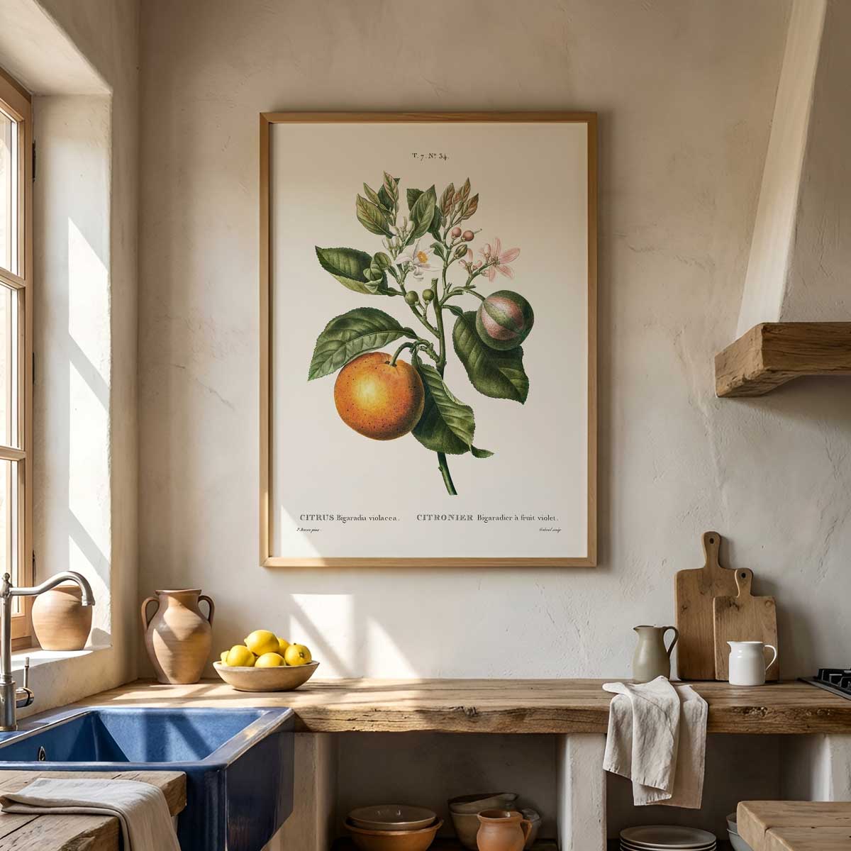 Pierre Joseph Redouté – Citrus no. 34