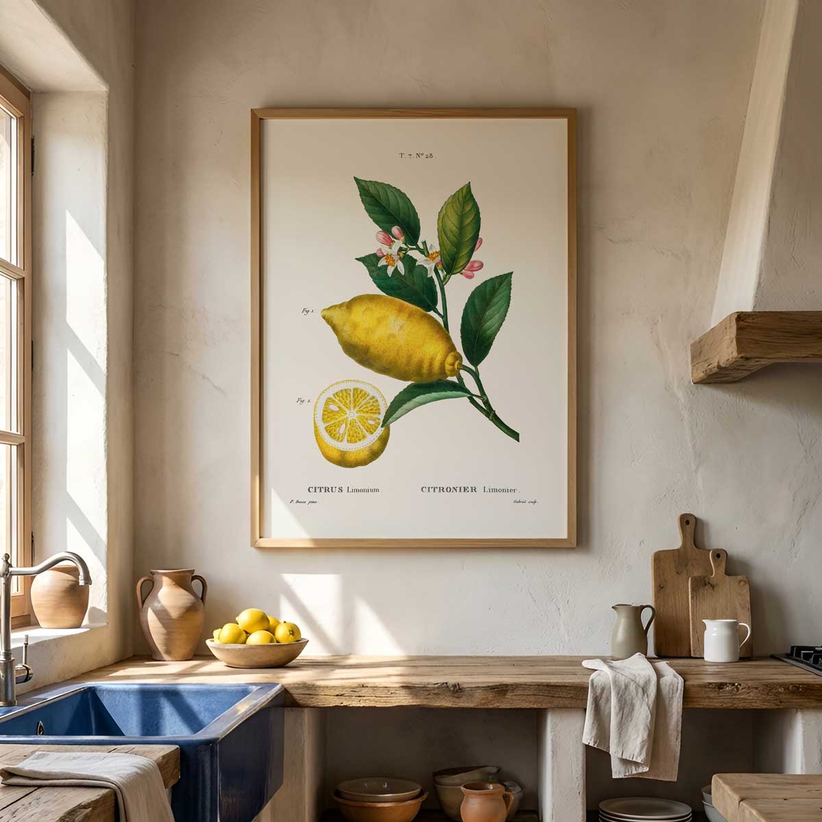 Pierre Joseph Redouté – Citrus no. 28
