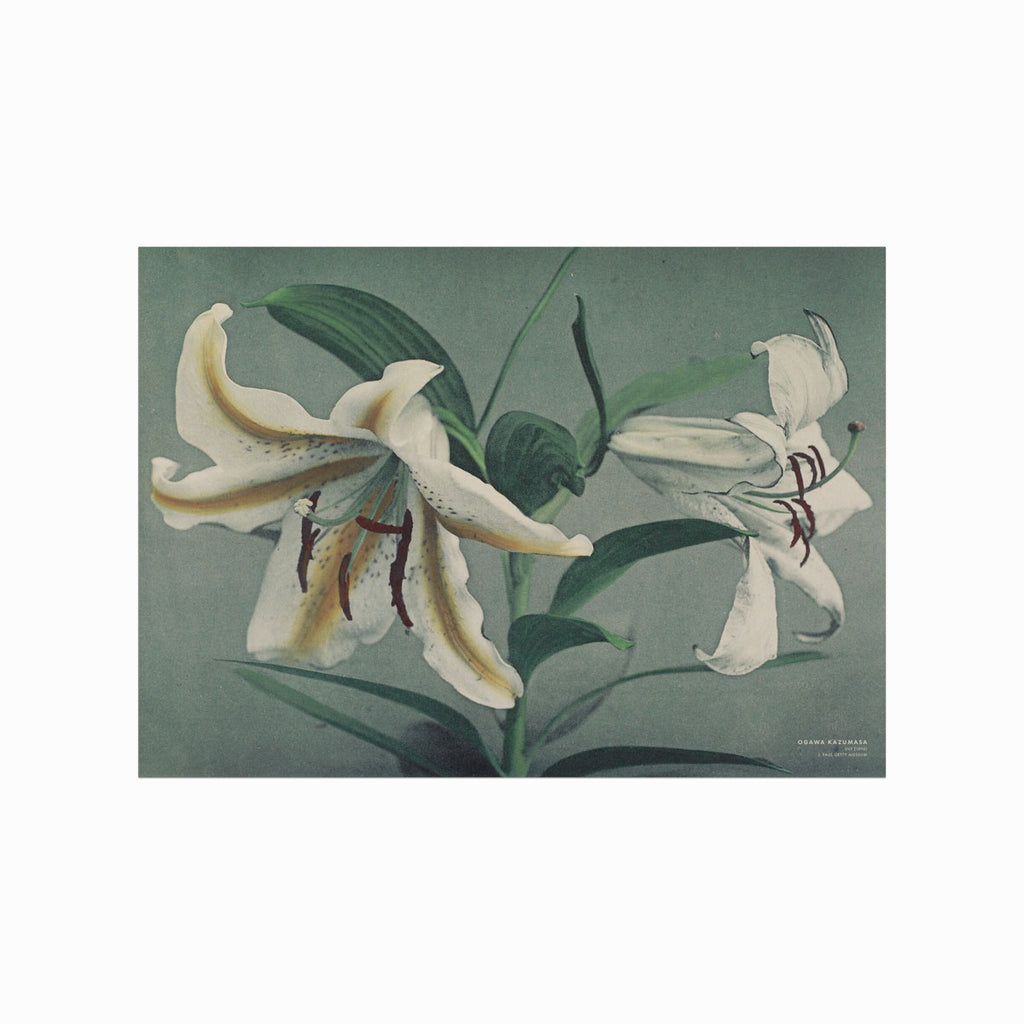 Ogawa Kazumasa – Lily art poster