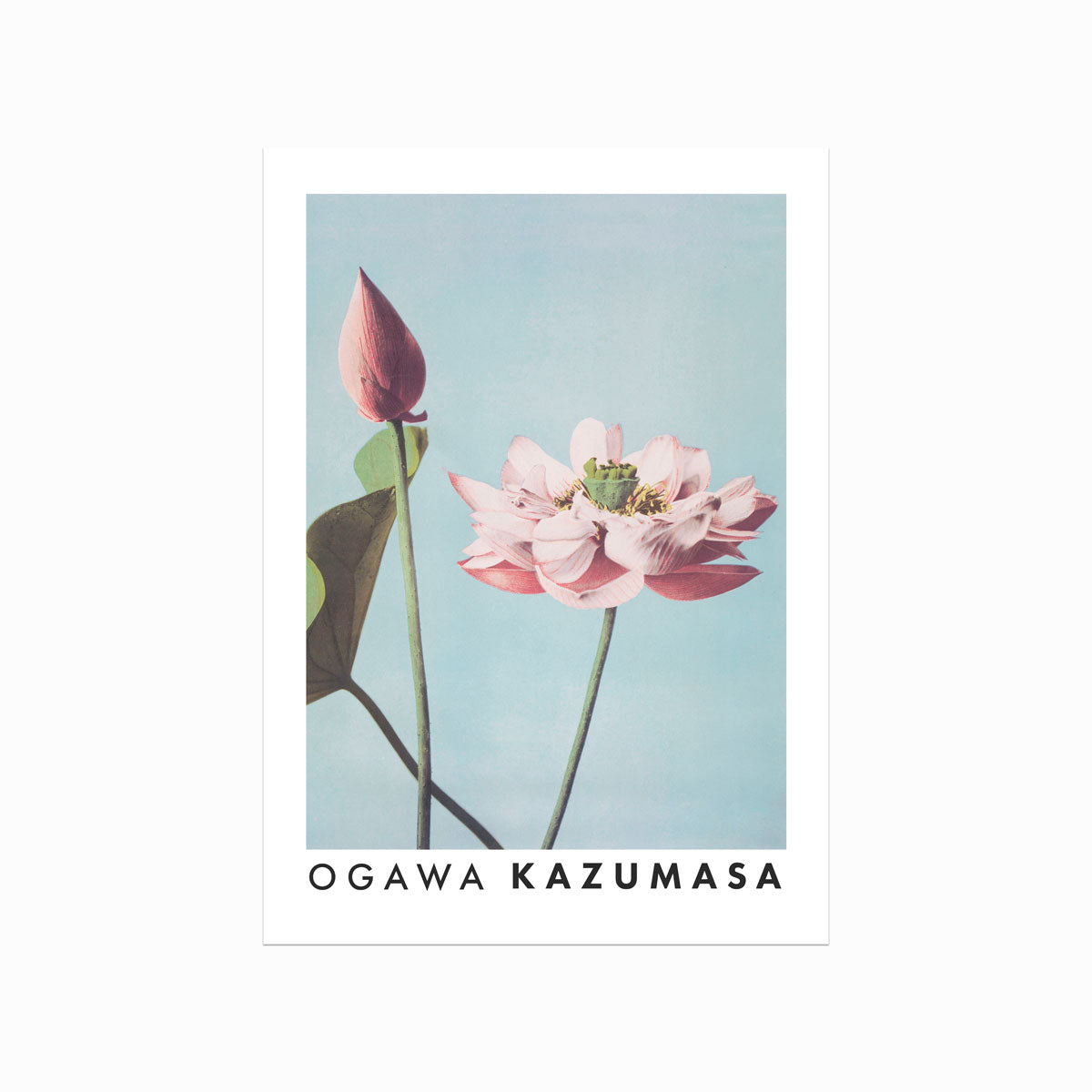 Ogawa Kazumasa – Lotus Flowers art poster