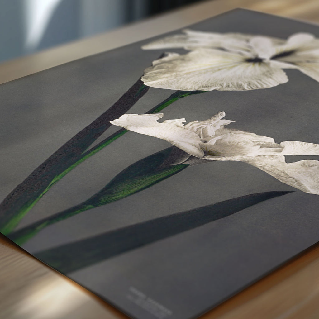 Ogawa Kazumasa – Iris Kaempferi