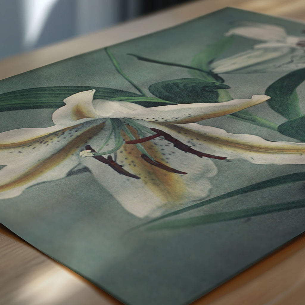 Ogawa Kazumasa – Lily