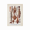 Les poissons art poster
