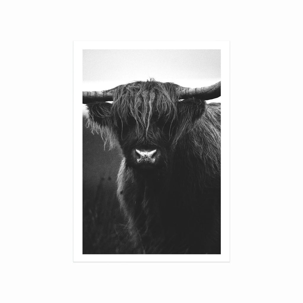 Ox art poster