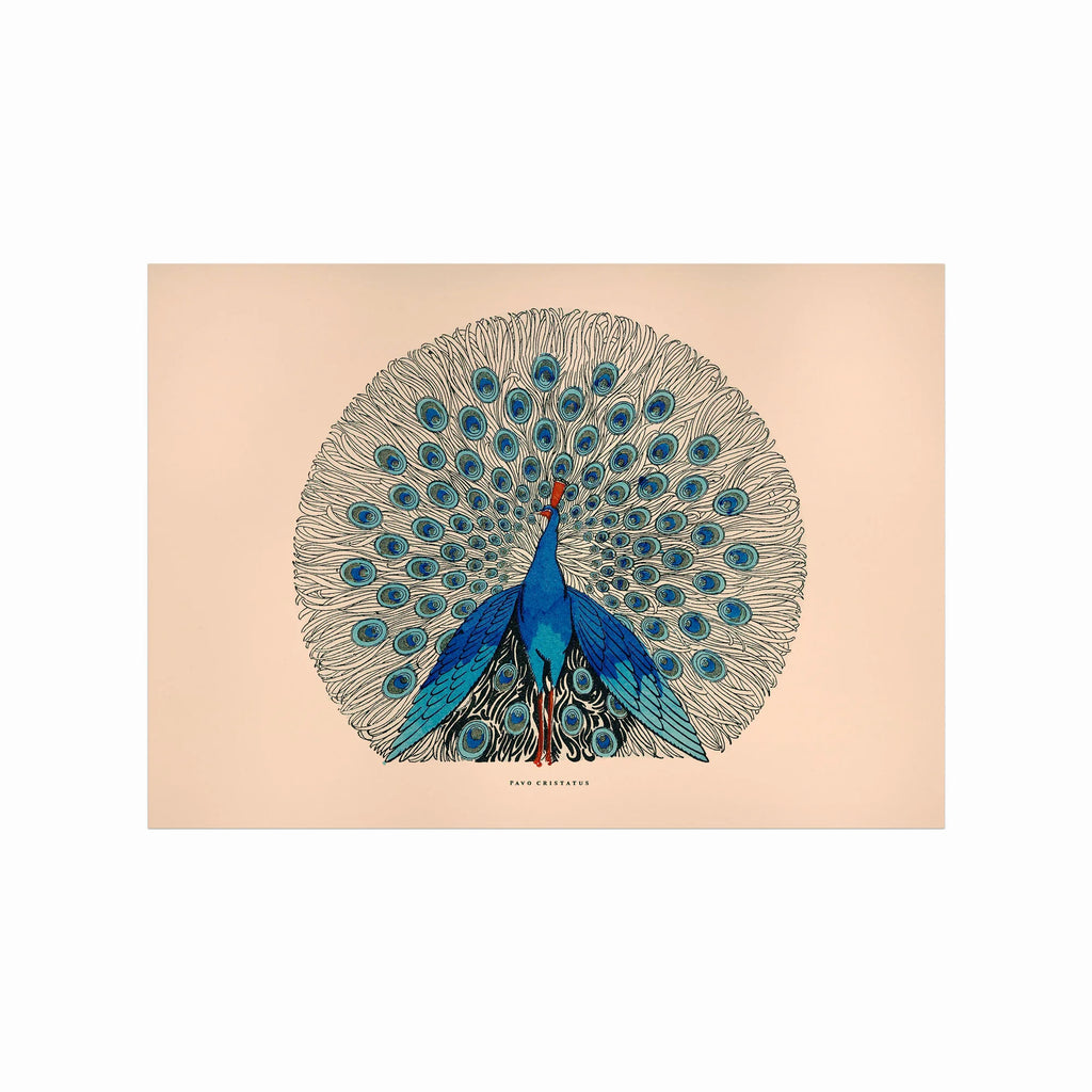 Pavo Cristatus art poster