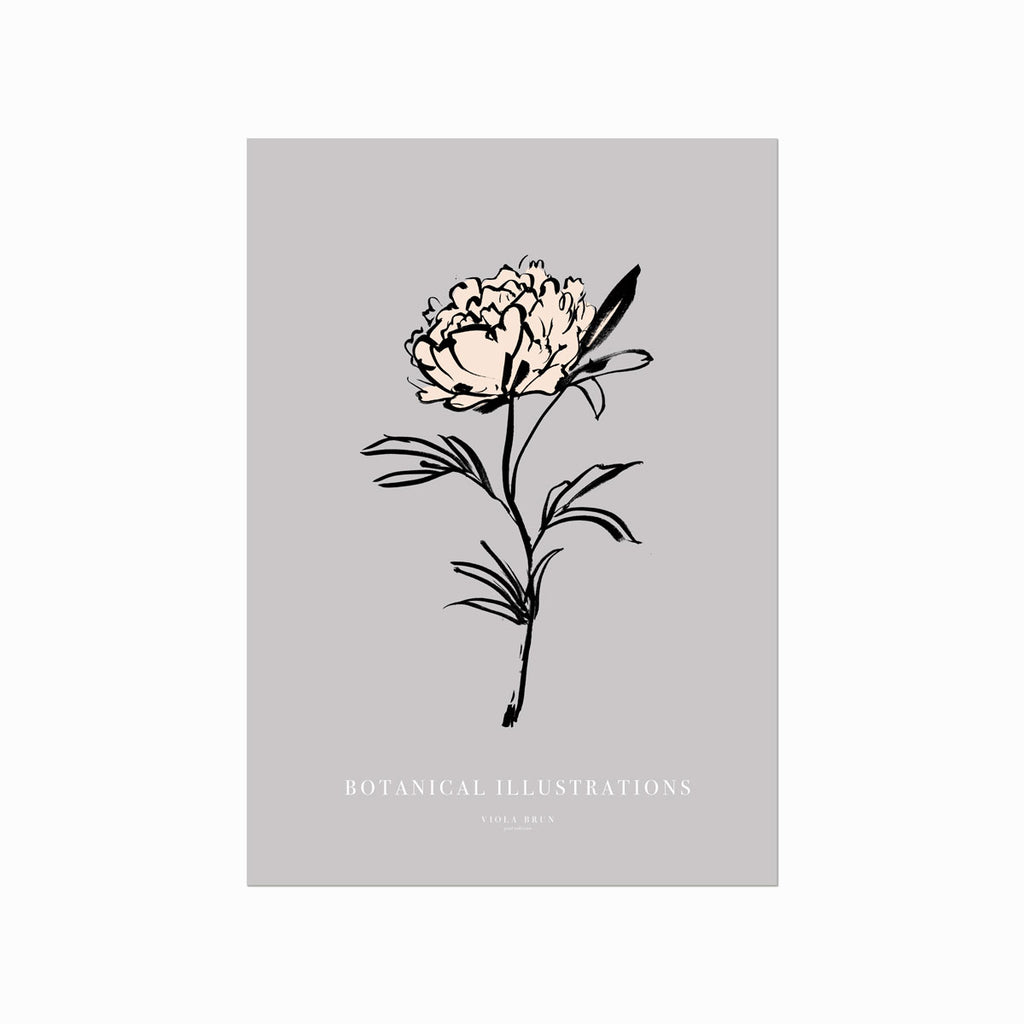Botanical Illustrations – Peony art poster