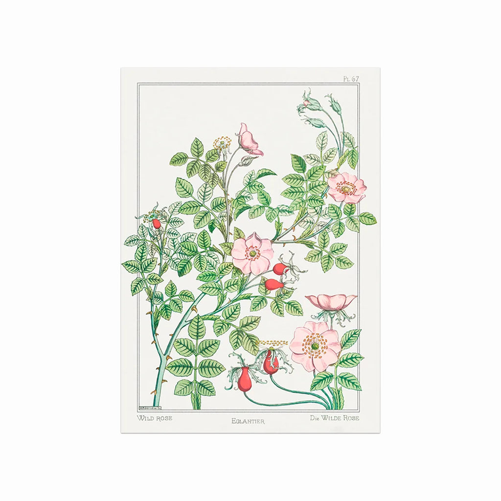 Eglantier (wild rose) art poster