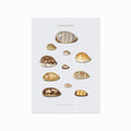 Cypraeidae art poster
