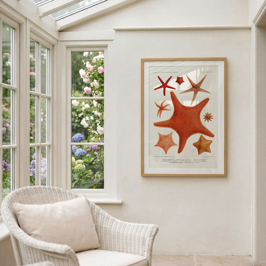 Echinodermes (Starfish)
