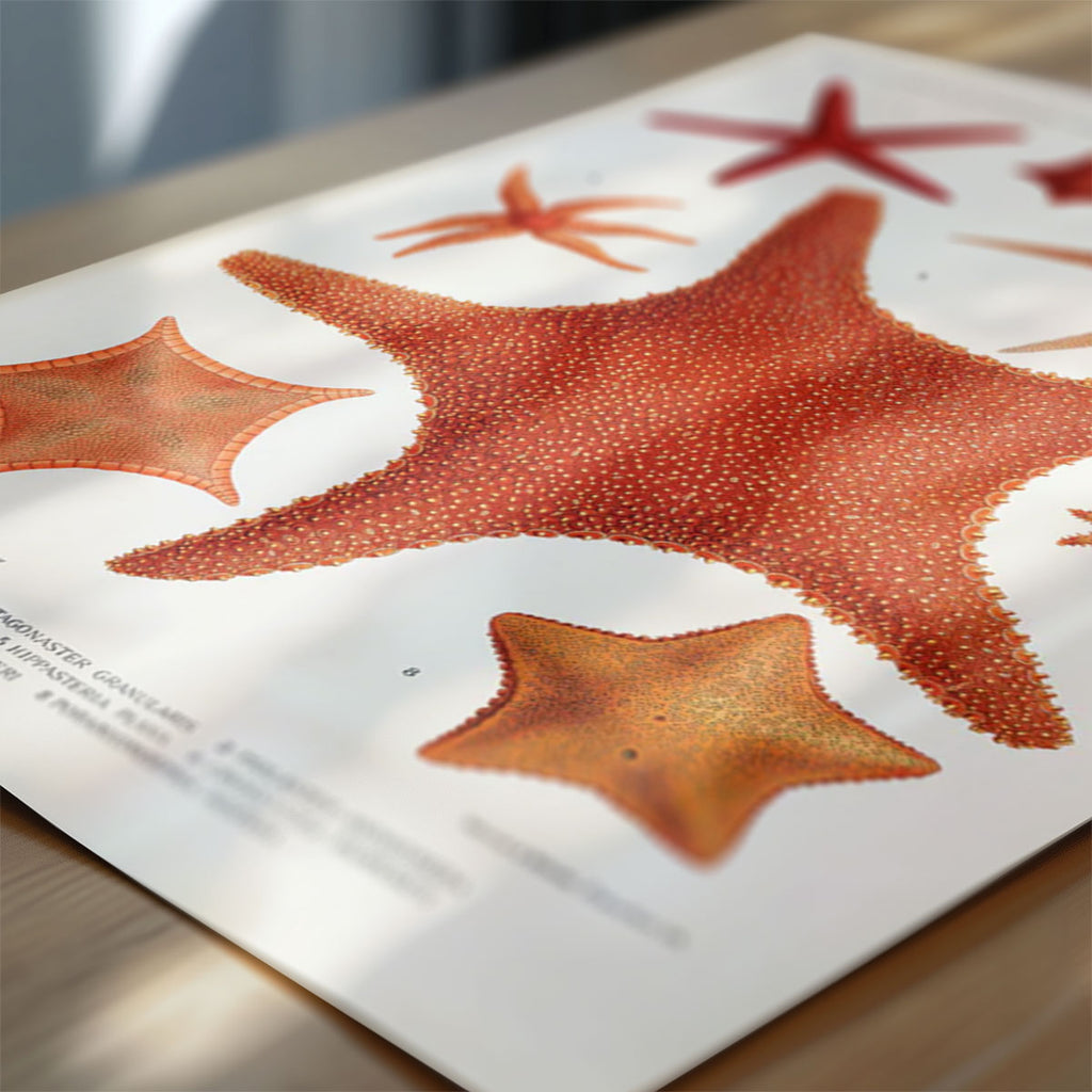 Echinodermes (Starfish)