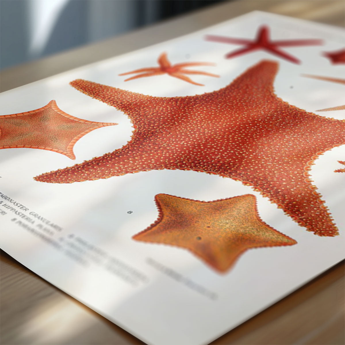 Echinodermes (Starfish)